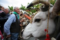 <strong>Festa della Vendemmia-Montefalco</strong> - 